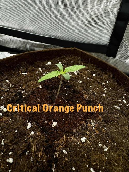 First Indoor. Week 1