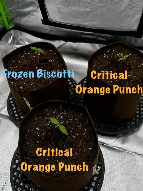 First Indoor. Week 1