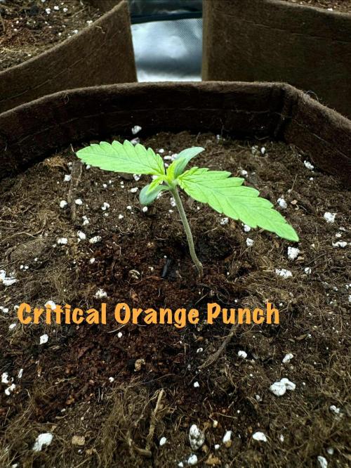 First Indoor. Week 1