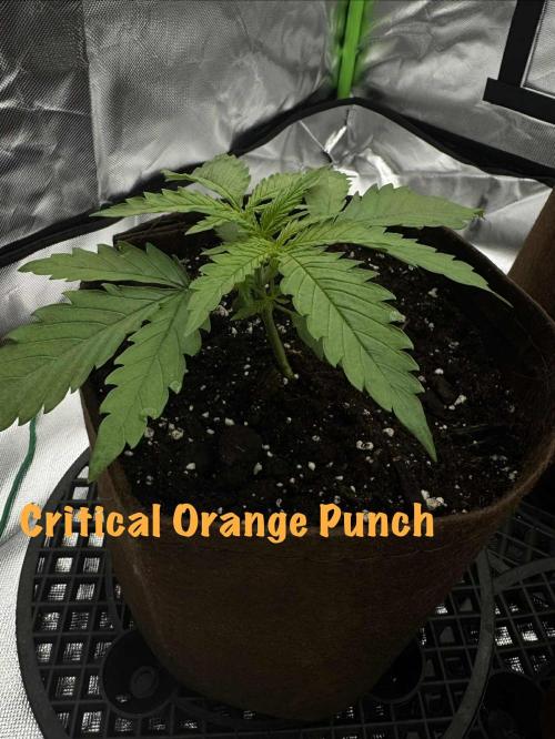 First Indoor. Week 2