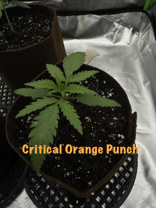 First Indoor. Week 2