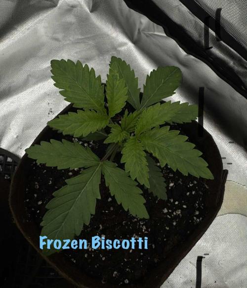 First Indoor. Week 2