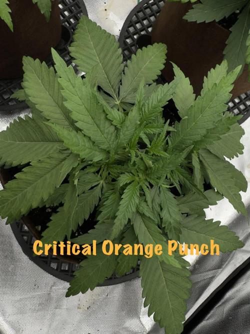 First Indoor. Week 3