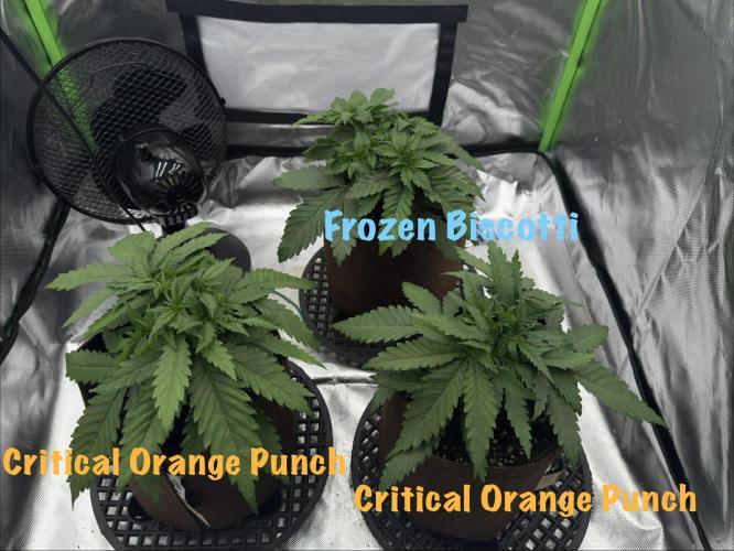 First Indoor. Week 3 - Po toppingu/After topping