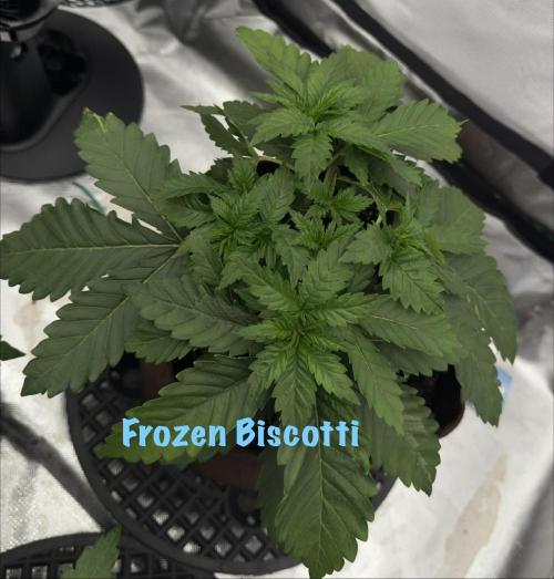 First Indoor. Week 3