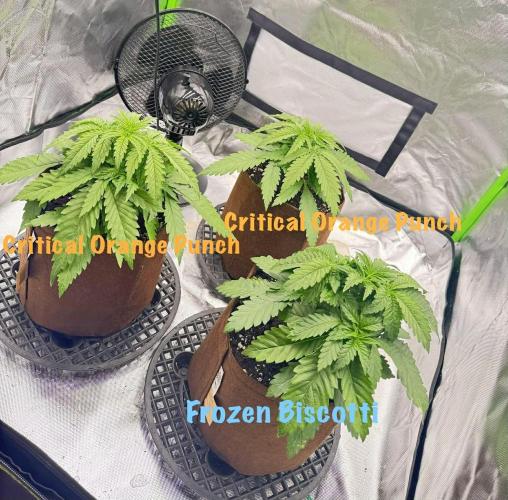 First Indoor. Week 3 - Před toppingem/Before topping