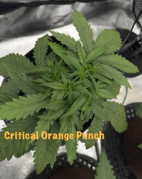 First Indoor. Week 3