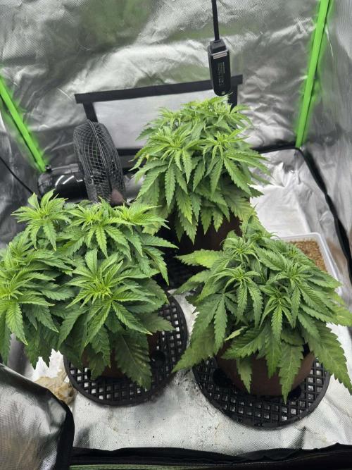 First Indoor. Week 4