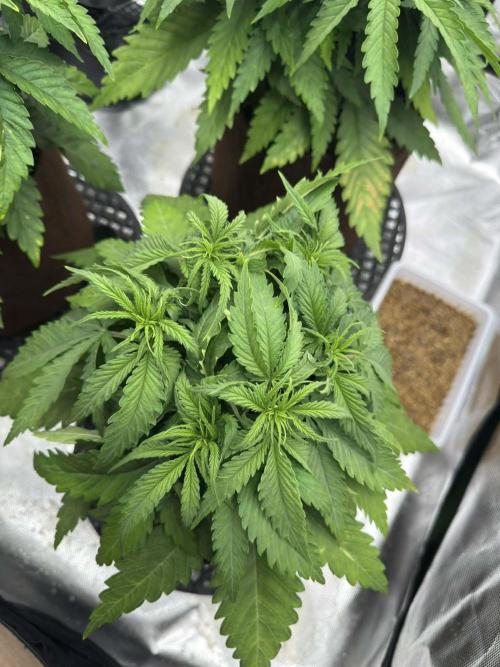 First Indoor. Week 4 - malý Critical Orange Punch