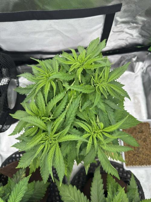First Indoor. Week 4 - Critical Orange Punch