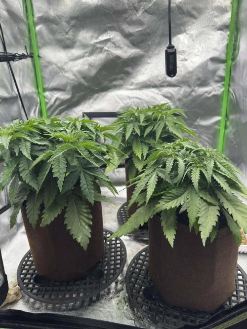 First Indoor. Week 4