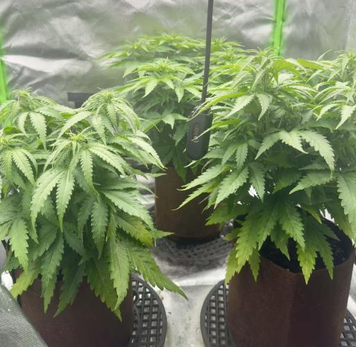 First Indoor. Week 5
