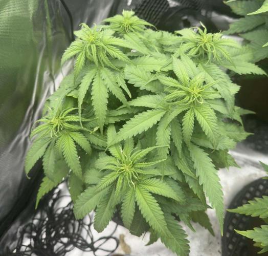 First Indoor. Week 5 - Malý Critical Orange Punch