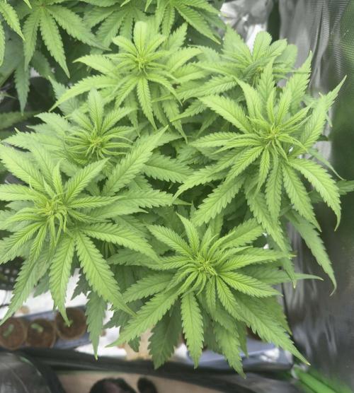 First Indoor. Week 5 - Critical Orange Punch