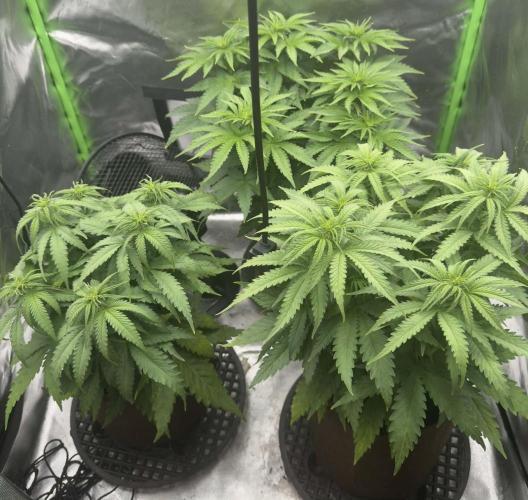First Indoor. Week 5