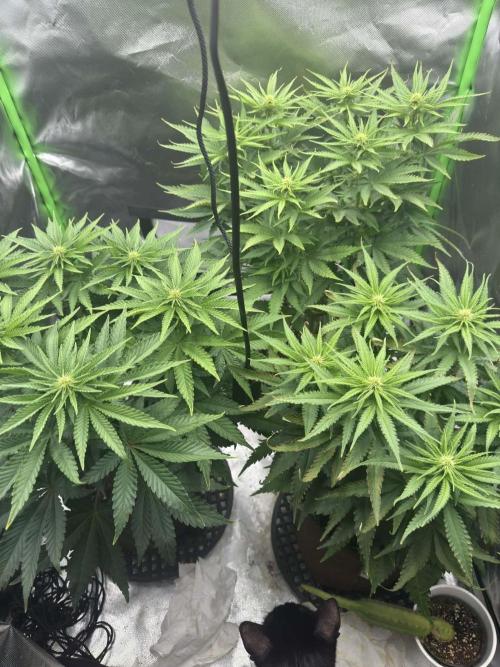 First Indoor. Week 6
