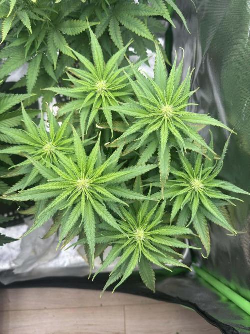 First Indoor. Week 6 - Menší Critical Orange Punch