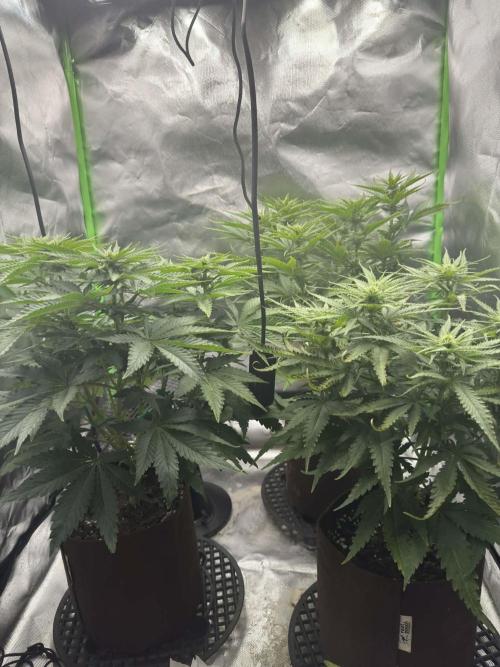 First Indoor. Week 6
