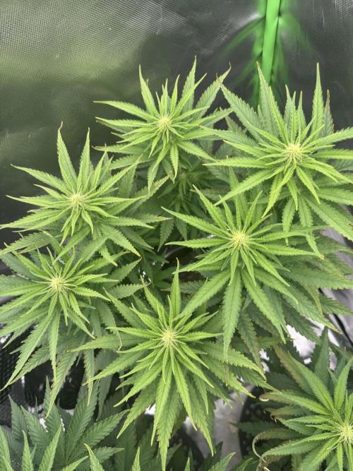 First Indoor. Week 6 - Critical Orange Punch