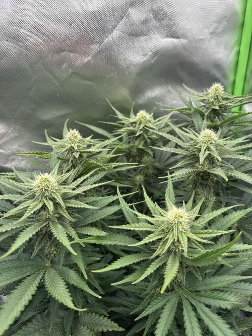 First Indoor. Week 7 - velký Critical Orange Punch