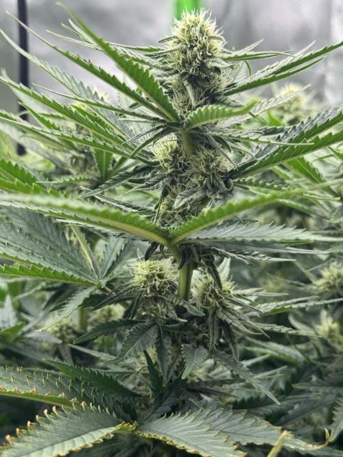 First Indoor. Week 7 - velký Critical Orange Punch