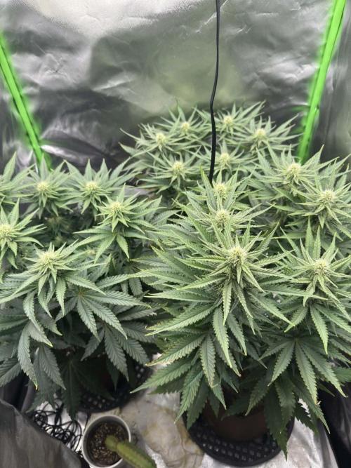 First Indoor. Week 7