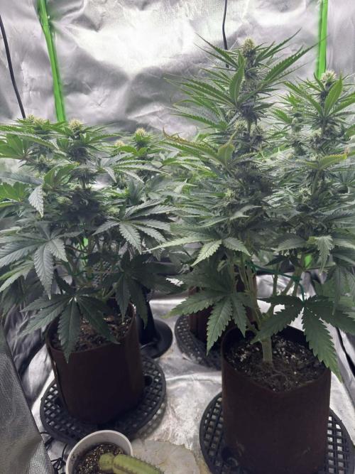 First Indoor. Week 7