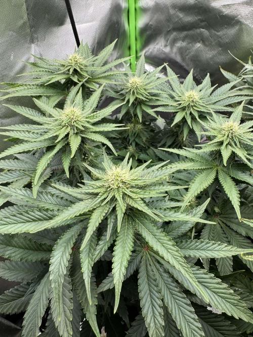 First Indoor. Week 7 - Frozen Biscotti