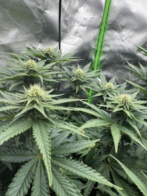 First Indoor. Week 7 - Frozen Biscotti