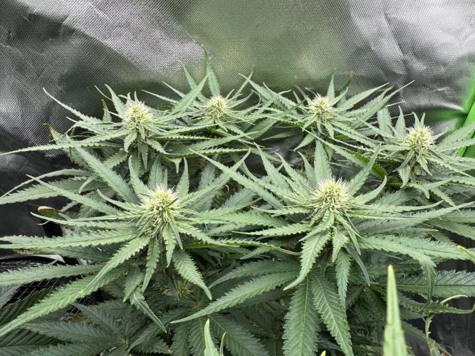 First Indoor. Week 7 - malý Critical Orange Punch