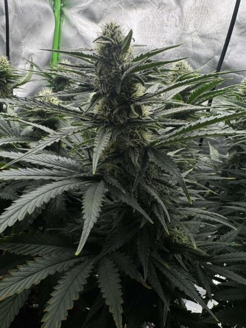First Indoor. Week 8 - Velký Critical Orange Punch