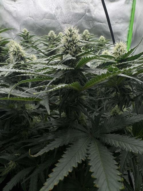 First Indoor. Week 8 - Malý Critical Orange Punch