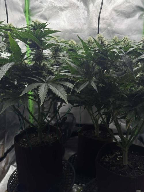 First Indoor. Week 8