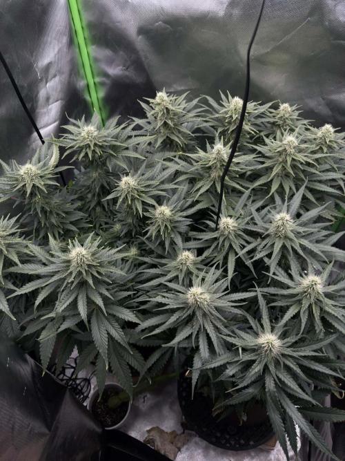 First Indoor. Week 8