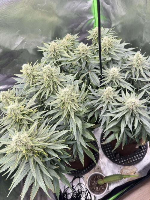 First Indoor. Week 9