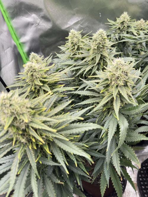 First Indoor. Week 9 - Velký Critical Orange Punch
