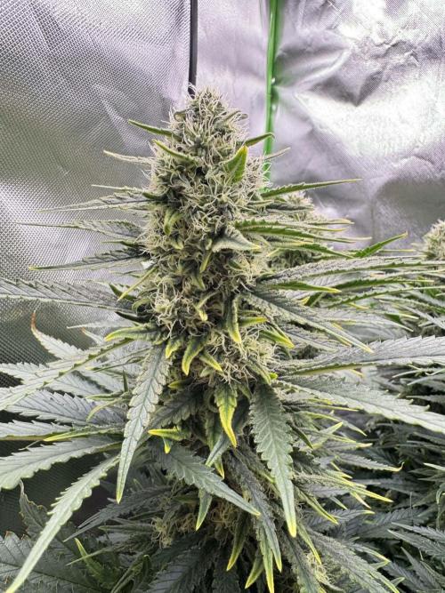 First Indoor. Week 9 - Velký Critical Orange Punch