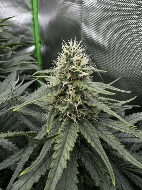 First Indoor. Week 9 - Malý Critical Orange Punch
