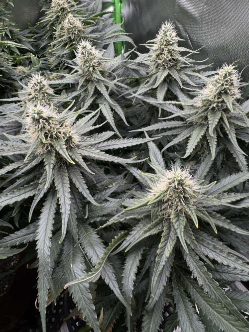 First Indoor. Week 9 - Malý Critical Orange Punch