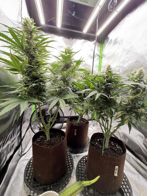 First Indoor. Week 9