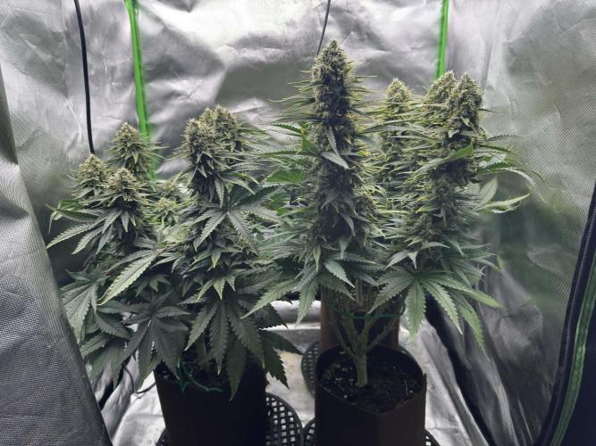 First Indoor. Week 10