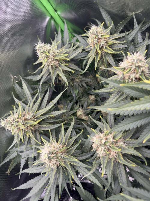 First Indoor. Week 10 - Malý Critical Orange Punch
