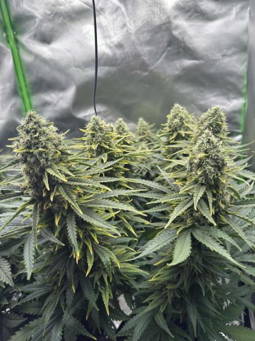 First Indoor. Week 10 - Velký Critical Orange Punch