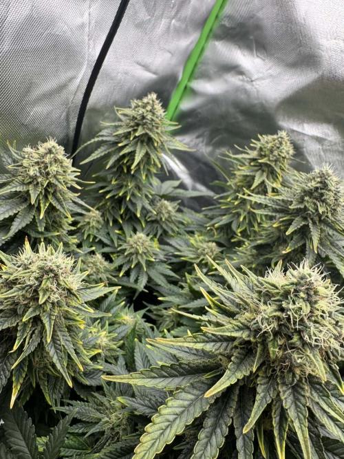 First Indoor. Week 10 - Frozen Biscotti