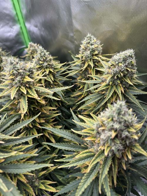First Indoor. Week 11 - Velký Critical Orange Punch