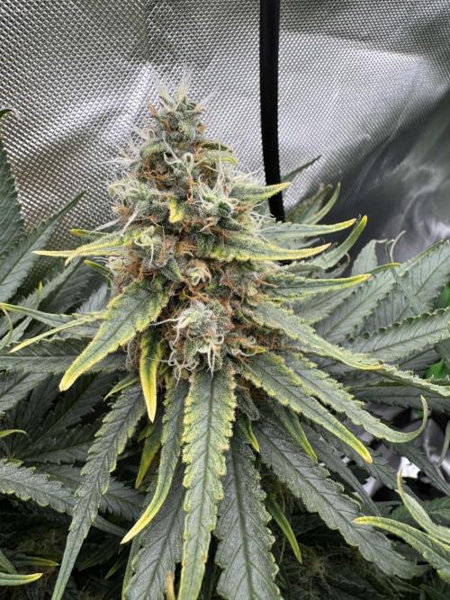First Indoor. Week 11 - Malý Critical Orange Punch