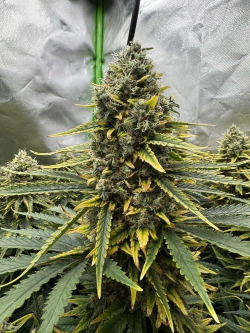 First Indoor. Week 11 - Velký Critical Orange Punch