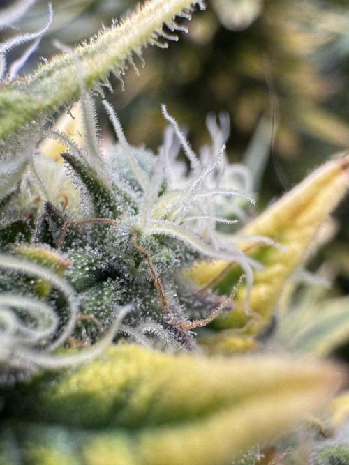 First Indoor. Week 11 - Velký Critical Orange Punch