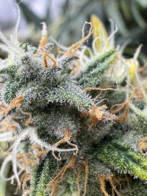 First Indoor. Week 11 - Malý Critical Orange Punch