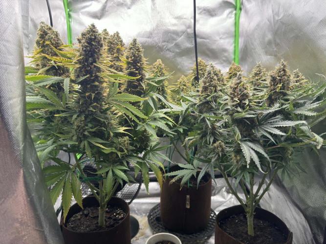 First Indoor. Week 12 - Left Big C.O.P. / Right Small C.O.P. / Background Frozen Biscotti
